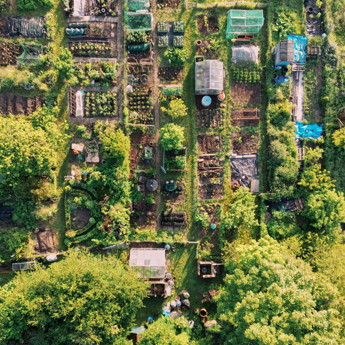 Port Sunlight Village Community Allotment
