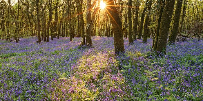 dartmoor-bluebells